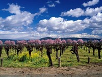 Калифорнийский винодел осушил виноградники с помощью вертолета