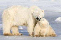 В Шереметьево защищают белых медведей